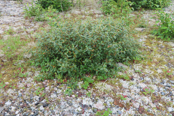 Plants of Glacier Bay Alaska