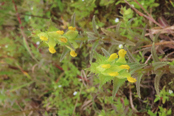 Plants of Glacier Bay Alaska
