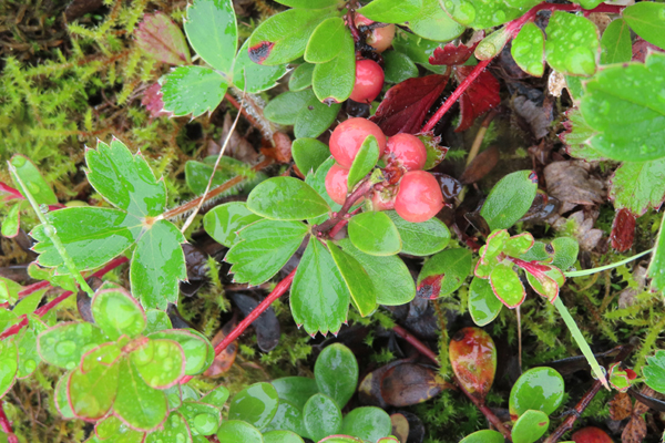 Plants of Glacier Bay Alaska