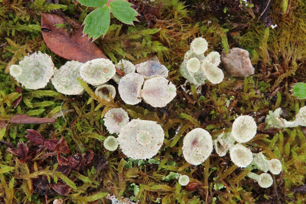 Plants of Glacier Bay Alaska