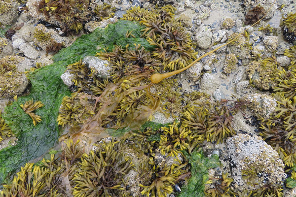 Plants of Glacier Bay Alaska
