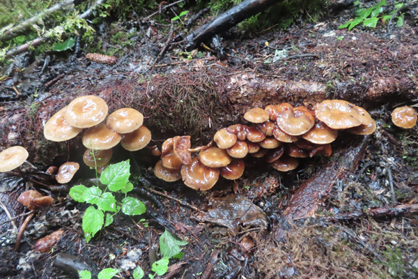 Plants of Glacier Bay Alaska