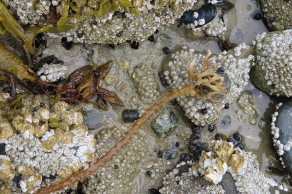 Plants of Glacier Bay Alaska