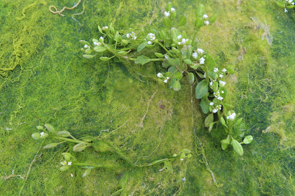 Plants of Glacier Bay Alaska