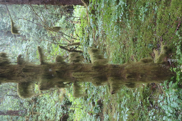 Plants of Glacier Bay Alaska