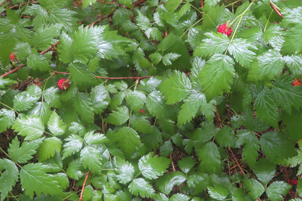 Plants of Glacier Bay Alaska
