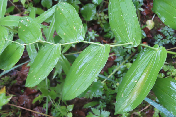 Plants of Glacier Bay Alaska