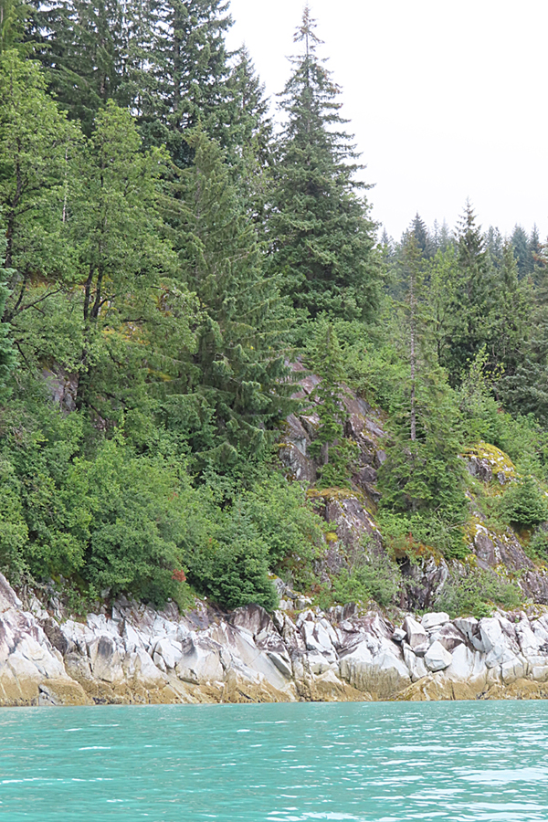 Shoreline in muir inlet Glacier Bay National Park Alaska
