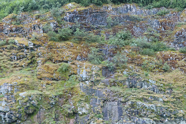 Shoreline in muir inlet Glacier Bay National Park Alaska