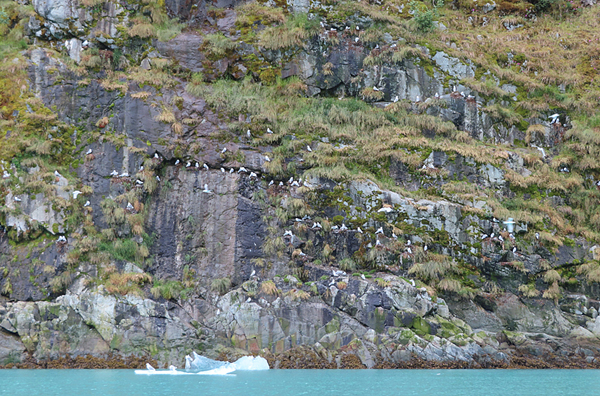 Shoreline in muir inlet Glacier Bay National Park Alaska
