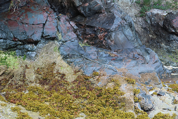 Shoreline in muir inlet Glacier Bay National Park Alaska