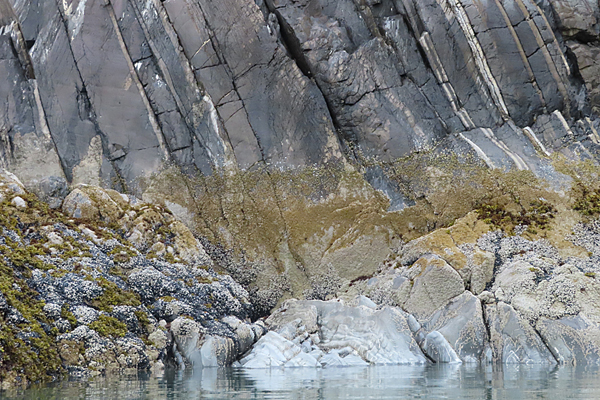 Shoreline in muir inlet Glacier Bay National Park Alaska