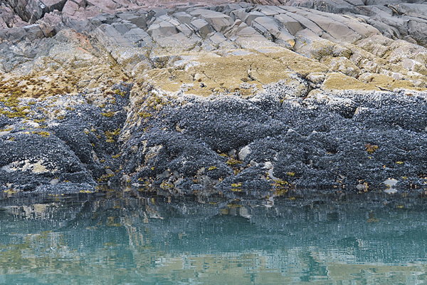 Shoreline in muir inlet Glacier Bay National Park Alaska
