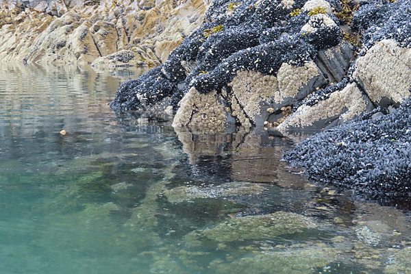 Shoreline in muir inlet Glacier Bay National Park Alaska