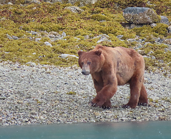 brown bear on rocky shore