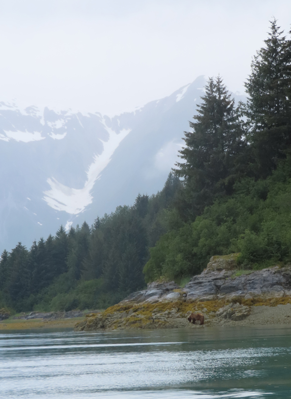 brown bear on rocky shore with mountain