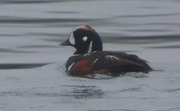 harlequin duck