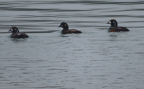 harlequin ducks