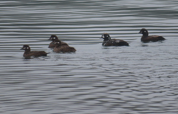 harlequin ducks