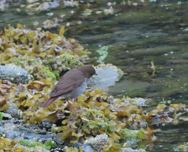 hermit thrush