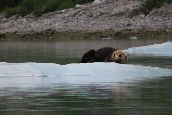 otter on an iceberg