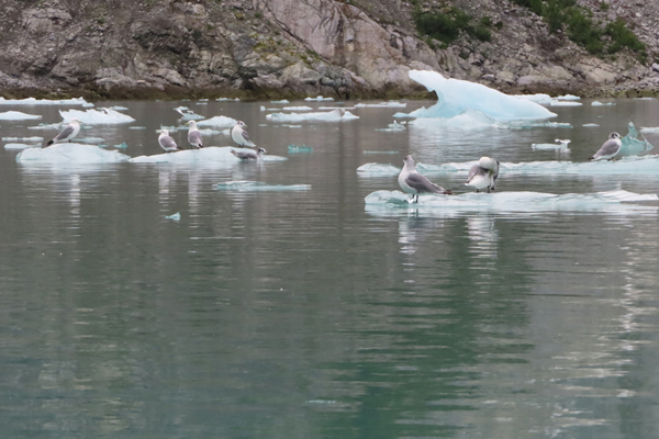 kittiwakes on icebergs