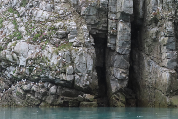 kittiwakes nesting on rocky ledge