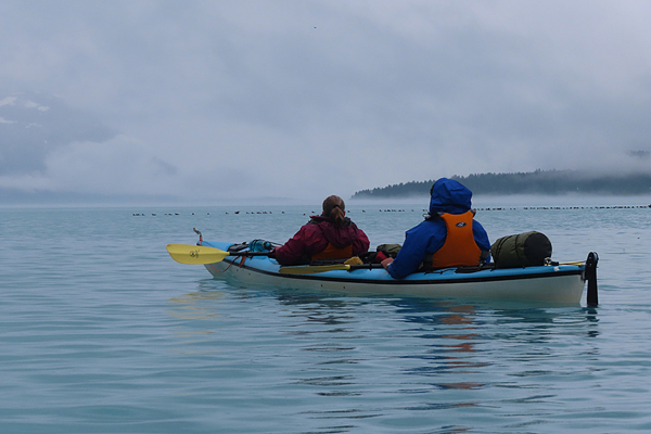 kayakers watching a flock of surf scoters in glacier bay