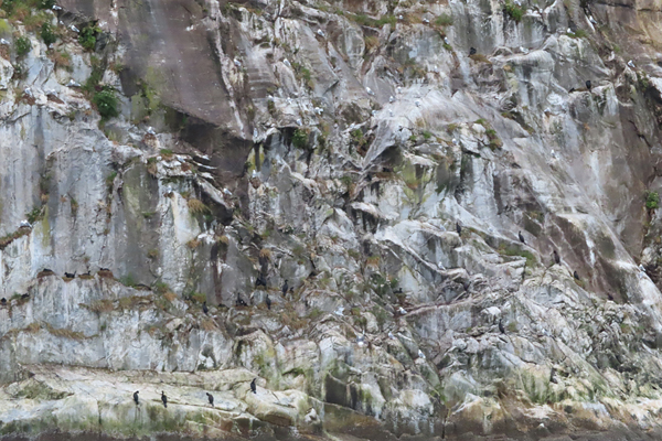 MArble island birds in Glacier Bay National park Alaska