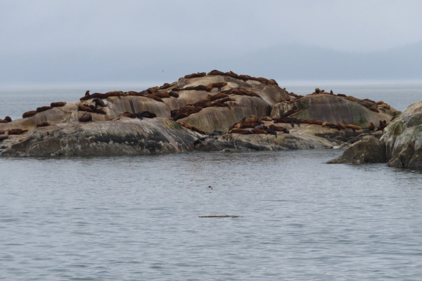 sea lions Glacier Bay Alaska