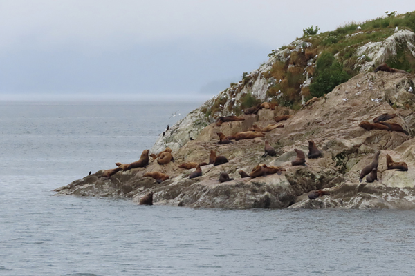 Sea birds nesting marble islands Glacier Bay Alaska