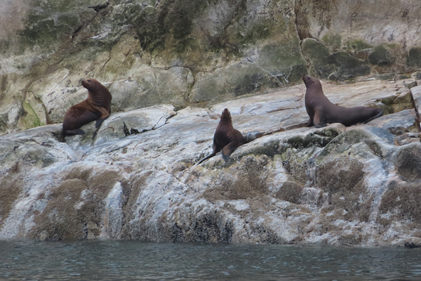 Steller sea lions in Glacier Bay Alaska