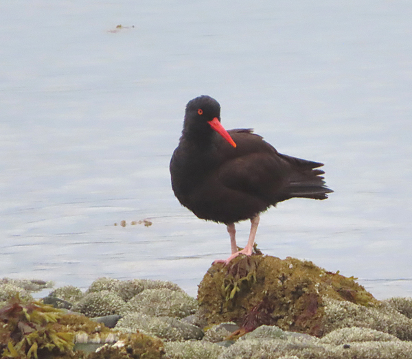 Black oyster catcher