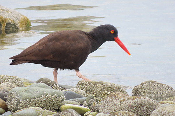 Black oyster catcher