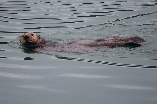 Sea otter watching us
