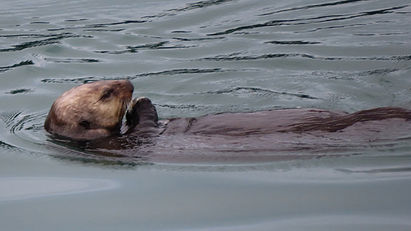Sea otter eating