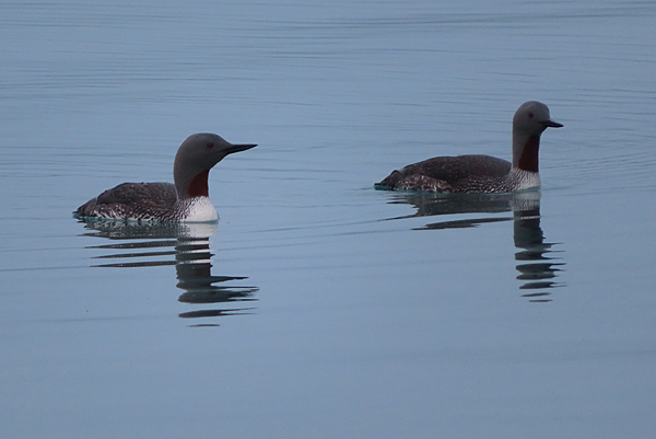 red throated loons in Glacier bay alaska