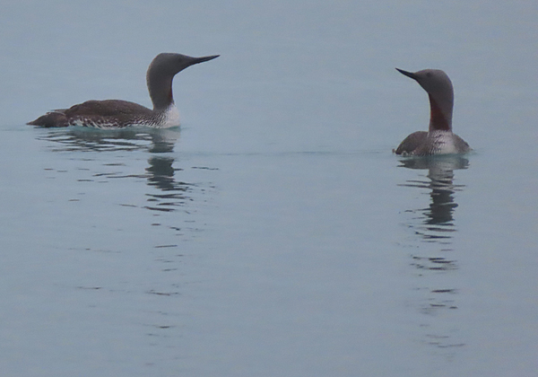 red throated loons