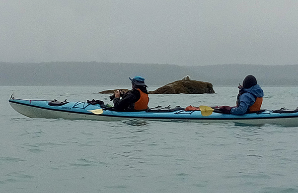 kayak and rock with seal