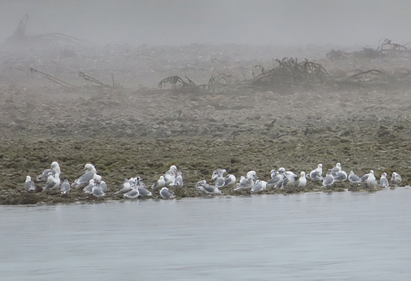 gulls and kittiwakes on the shore