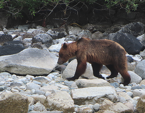 brown bear on rocky shore