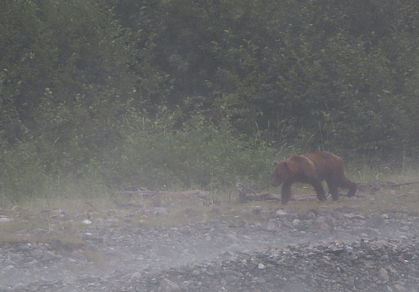 brown bear