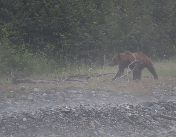 brown bear
