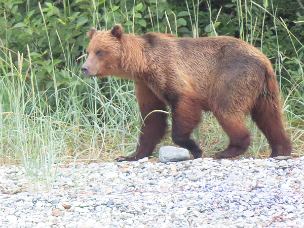 another brownbear