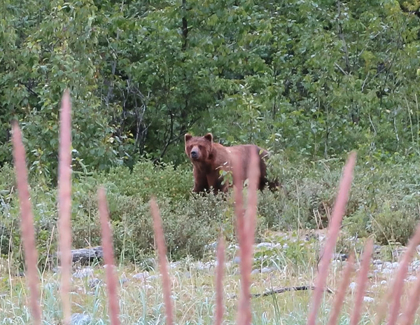 brown bear in bushes