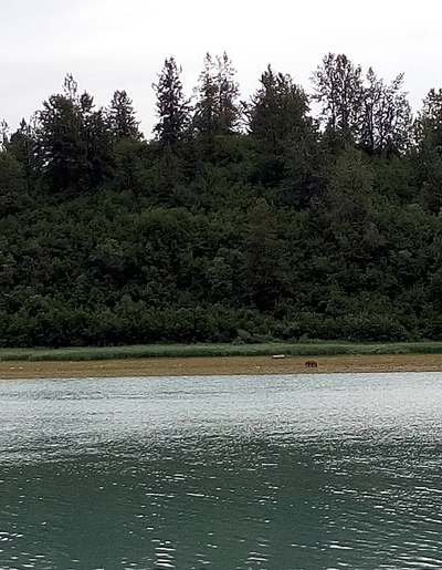 brown bear at another camp site