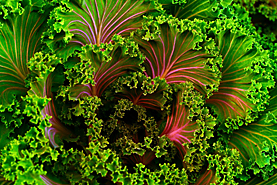 kale garnish picture