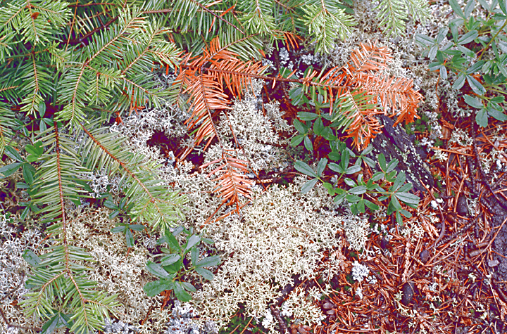 groundcover in minnesota, pine needles lichen