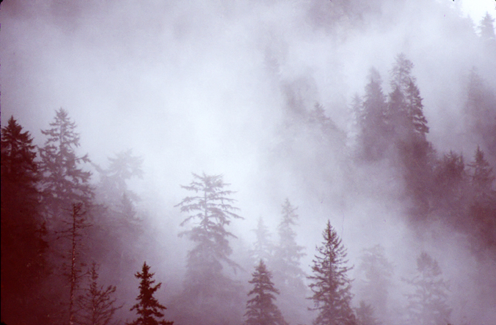 Pine trees in the clouds