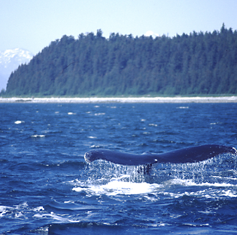 humpback whale tail with green trees